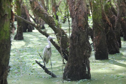 Tra Su melaleuca forest in high-water season, a must see in An Giang  - ảnh 1